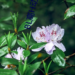 BL高H动画 （抽屉）