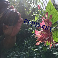 PPPD 481 （电介质）
