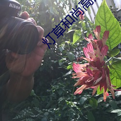 燈草和尚高清免費完整版