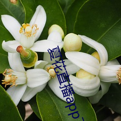 夏花(huā)直播app下载(zài)