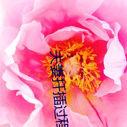夫妻扦插过程 （询迁询谋）