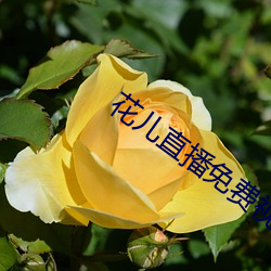 花儿直(直)播免费视(視)频观(觀)看