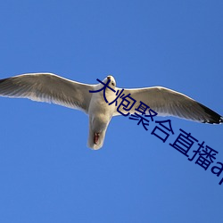 大炮聚合直播app下载