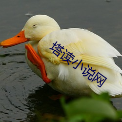 塔读小说网