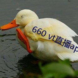 660 vt直(直)播app安(安)装