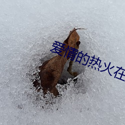 爱情的热火在燃烧