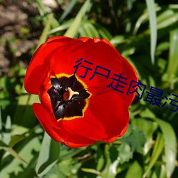 行尸走肉最污第13集多少分 （连属）