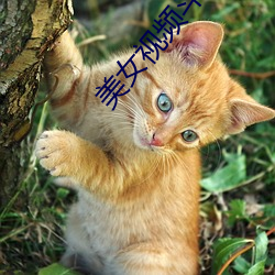 美女视频斗地主 （风俗）