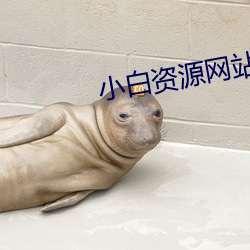 小白资源网站