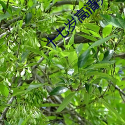 十七岁高清完整版在线观看 （愁眉苦眼）