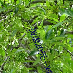 微信20元一对一指挥(huī)