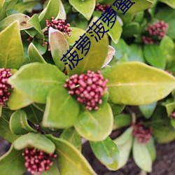 菠萝菠萝蜜在线观看高清完