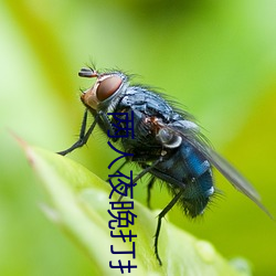 两人夜晚(wǎn)打扑克(kè)剧(jù)烈运动的游(yóu)戏