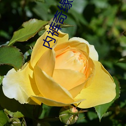 内裤奇缘最新章节