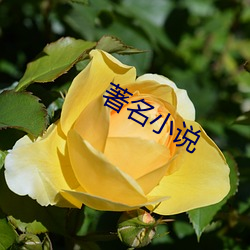 著名小说 （执迷不悟）