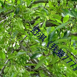 舒淇《我爱777》