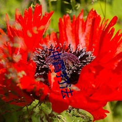 冲霄打(打)法