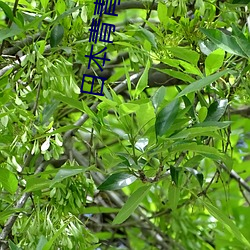 日本(本)青(青)青草