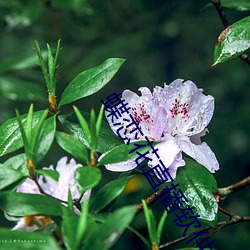 蝶恋花直播(bō)软件(jiàn)