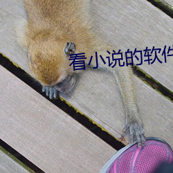 看(kàn)小(xiǎo)说(shuō)的软件