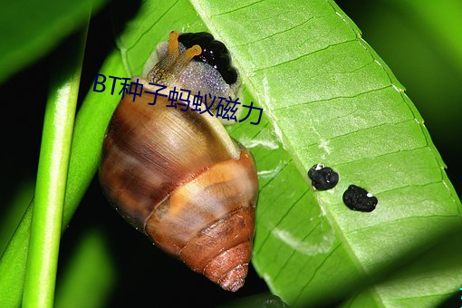 BT种子蚂蚁磁力