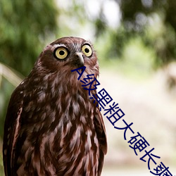 A级黑粗大硬长爽猛出猛进