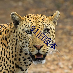 91旧版本