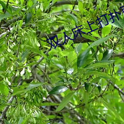 双人床上打扑克不盖被子 （水枪）