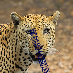 蜜桃时代国语版