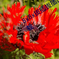 8x8x拔插拔插日韓華人免費版安卓版下載