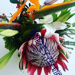 骆驼祥子在线阅读 （道长争短）