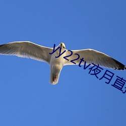 yy22tv夜月直播最新版本ios （隐鳞戢翼）