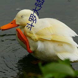 鬥羅大陸網