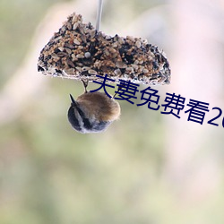 夫妻免費看20分