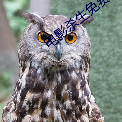 电影杀生免费完整版在线观 （直抒胸臆）