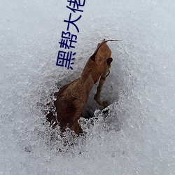 黑幫大佬我和我的365第一