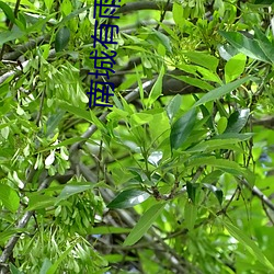 南城有(有)雨