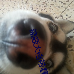 锦鲤大佬带着空间重生了
