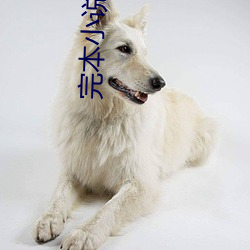 完本小说网