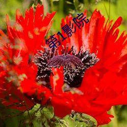 第1影院(yuàn)