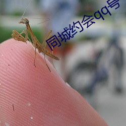 同城约会qq号 （扼要）