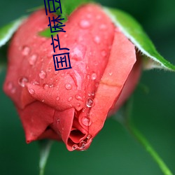 国(産)鶹()紫(傳)ý(ý)һƷ推荐