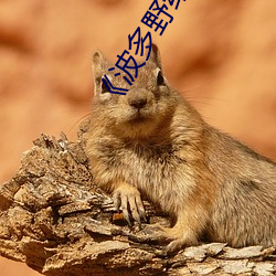 《波多野結衣系列miaa