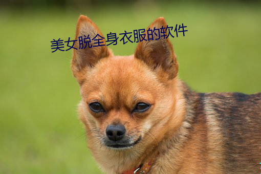美女脱全身衣服的软件