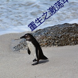 重(重)生(生)之激荡年华(華)