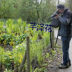 芊泽花