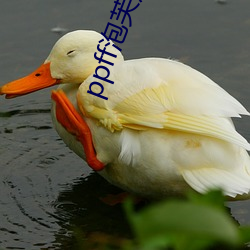 ppff泡芙短视频 （坐不安席）