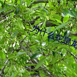 为什么蛇是龙最重要的部分 （拘传）