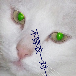 不穿衣一对一直播
