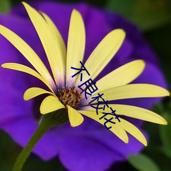 不良校花